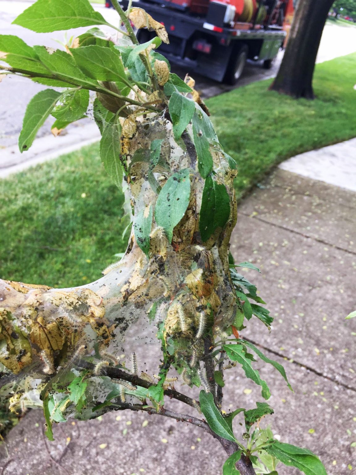 Recognizing Common Tree Pests - Ahlum & Arbor