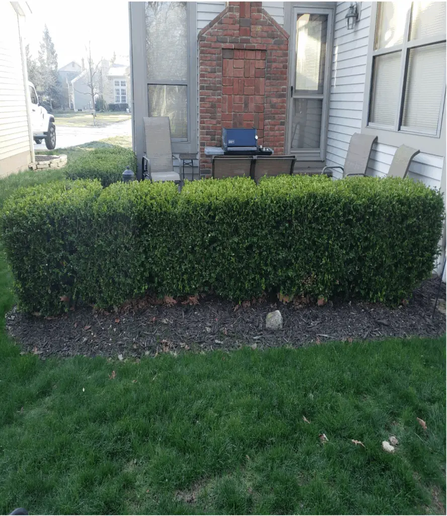 Before image of a tree in need of shear pruning.