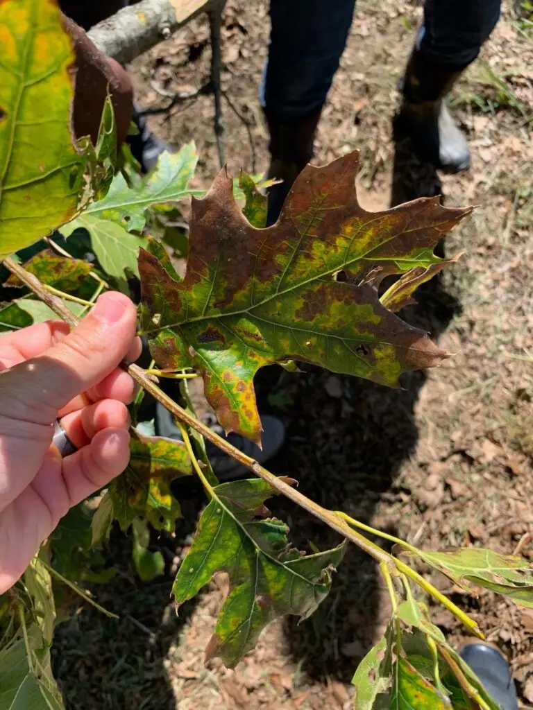Oak Wilt