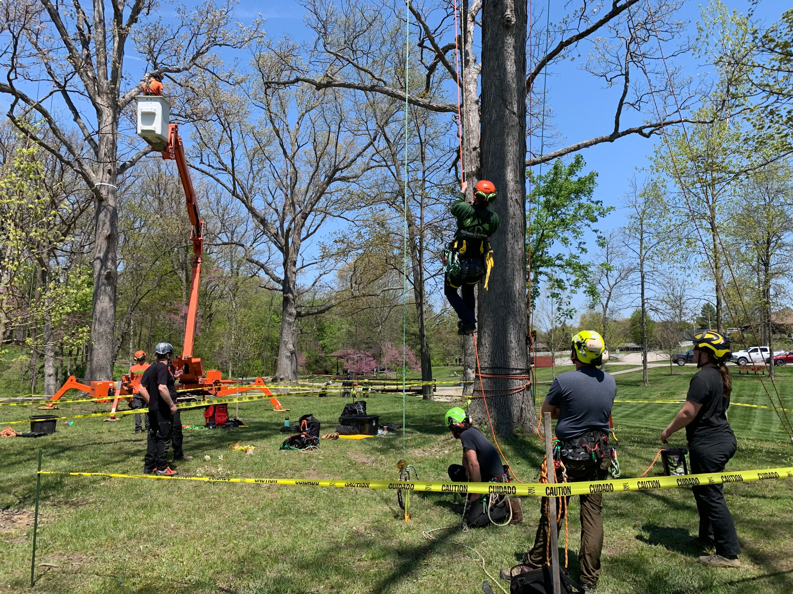 Our Arborists Take On The Tree Climbing Championship