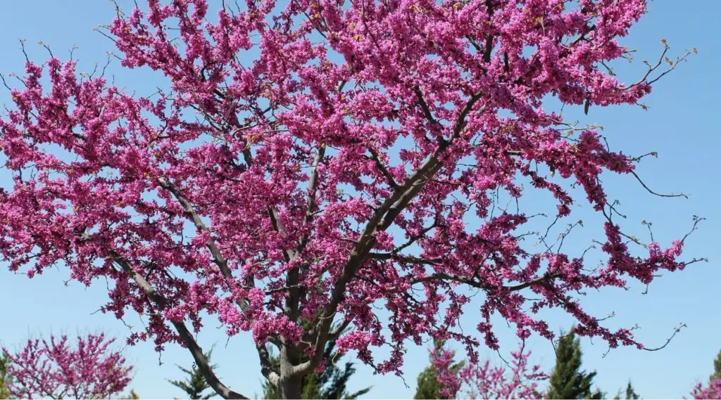 Redbud tree in bloom.