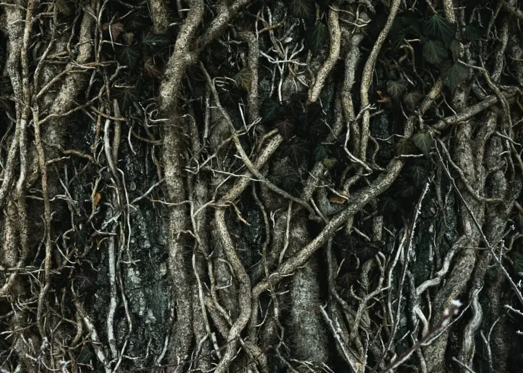 Arborists & Tree Maintenance