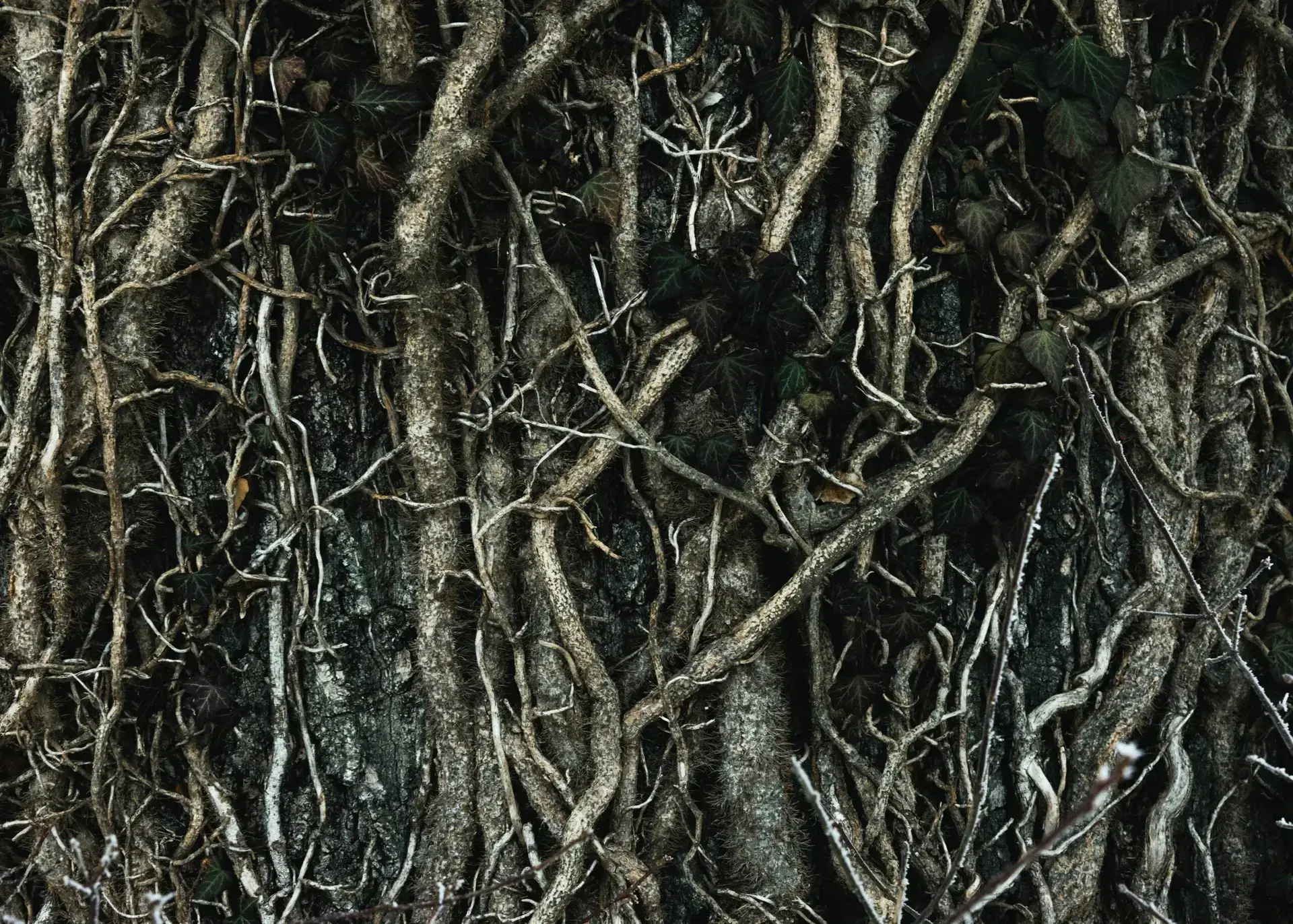 Arborists & Tree Maintenance