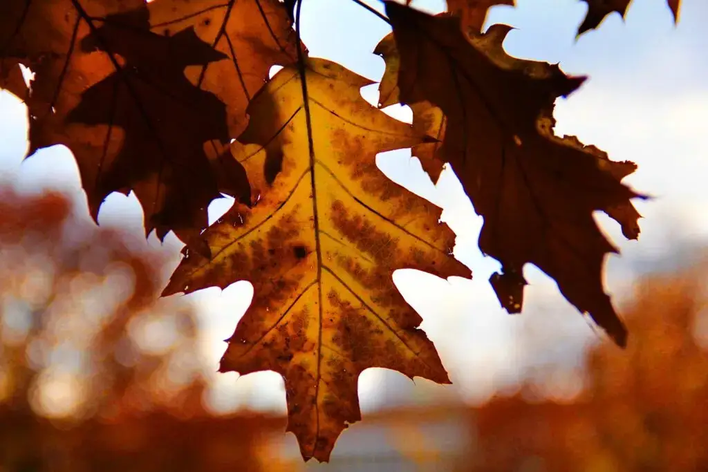 Fallen leaves in Ohio that need to be disposed of.