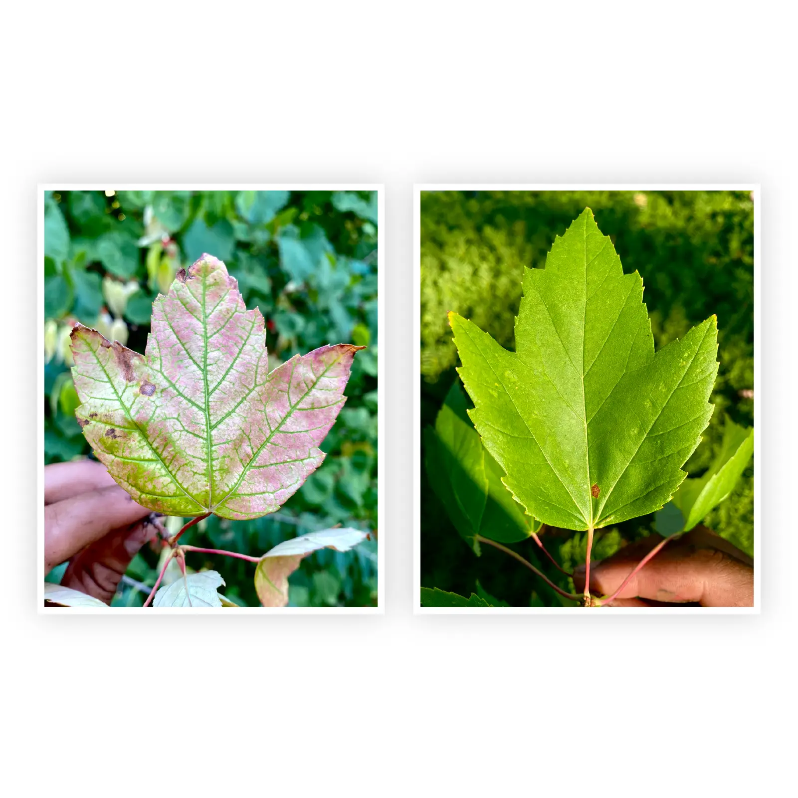 Leaves showing signs of chlorosis during fall tree inspection.