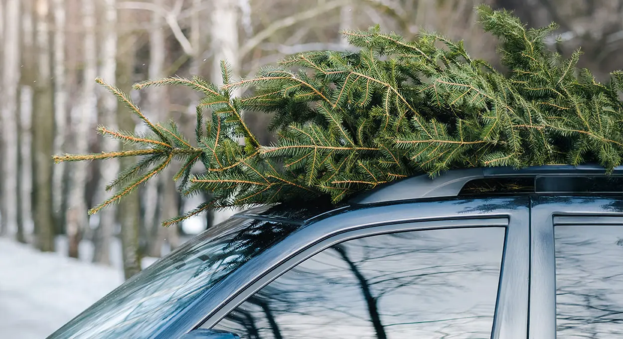 photo of a christmas tree on top of a car