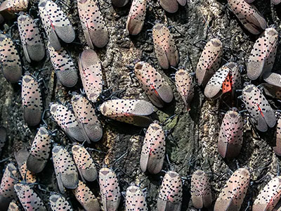 Ahlum & Arbor | Spotted lanternfly infestation in your trees