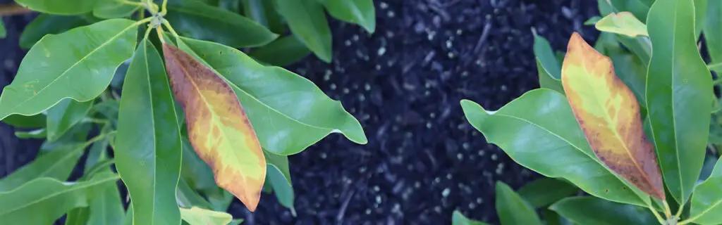 Chlorosis