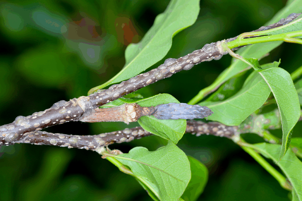 Certified arborists identify and treat magnolia scale early, preventing sooty mold and preserving the long-term health of your trees | Ahlum & Arbor