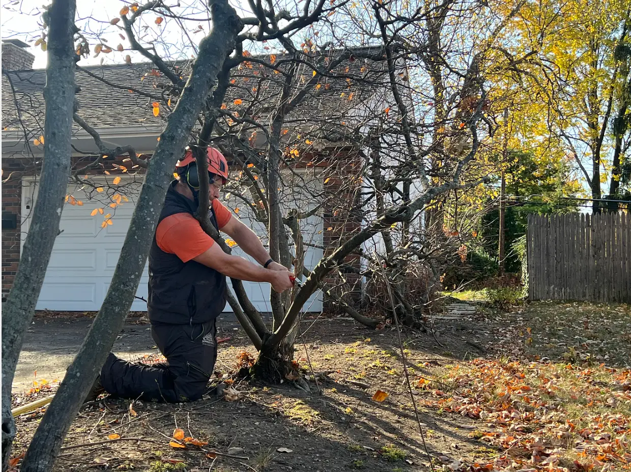 tree pruning
