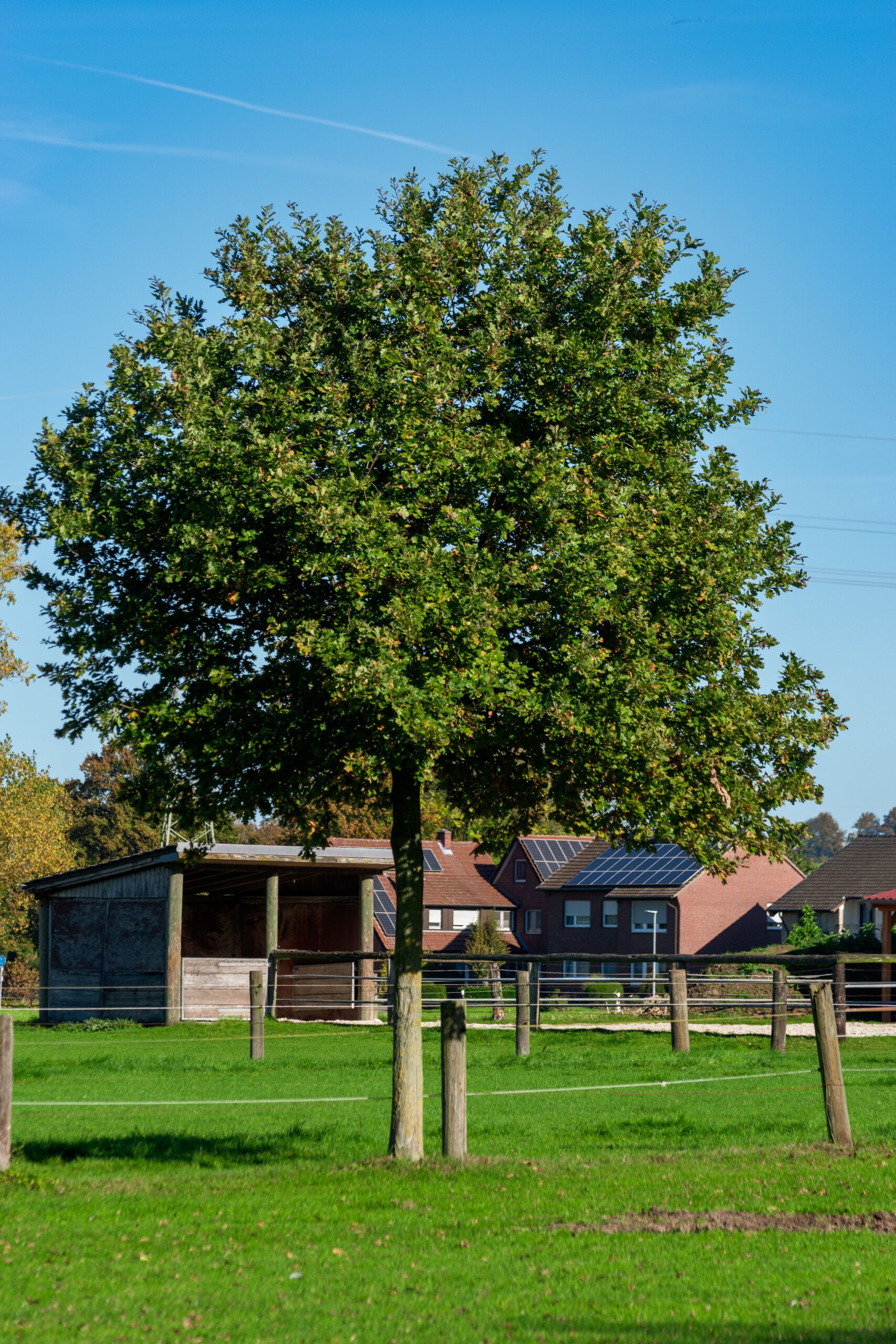 hy You Shouldn't Prune Oak Trees in Summer