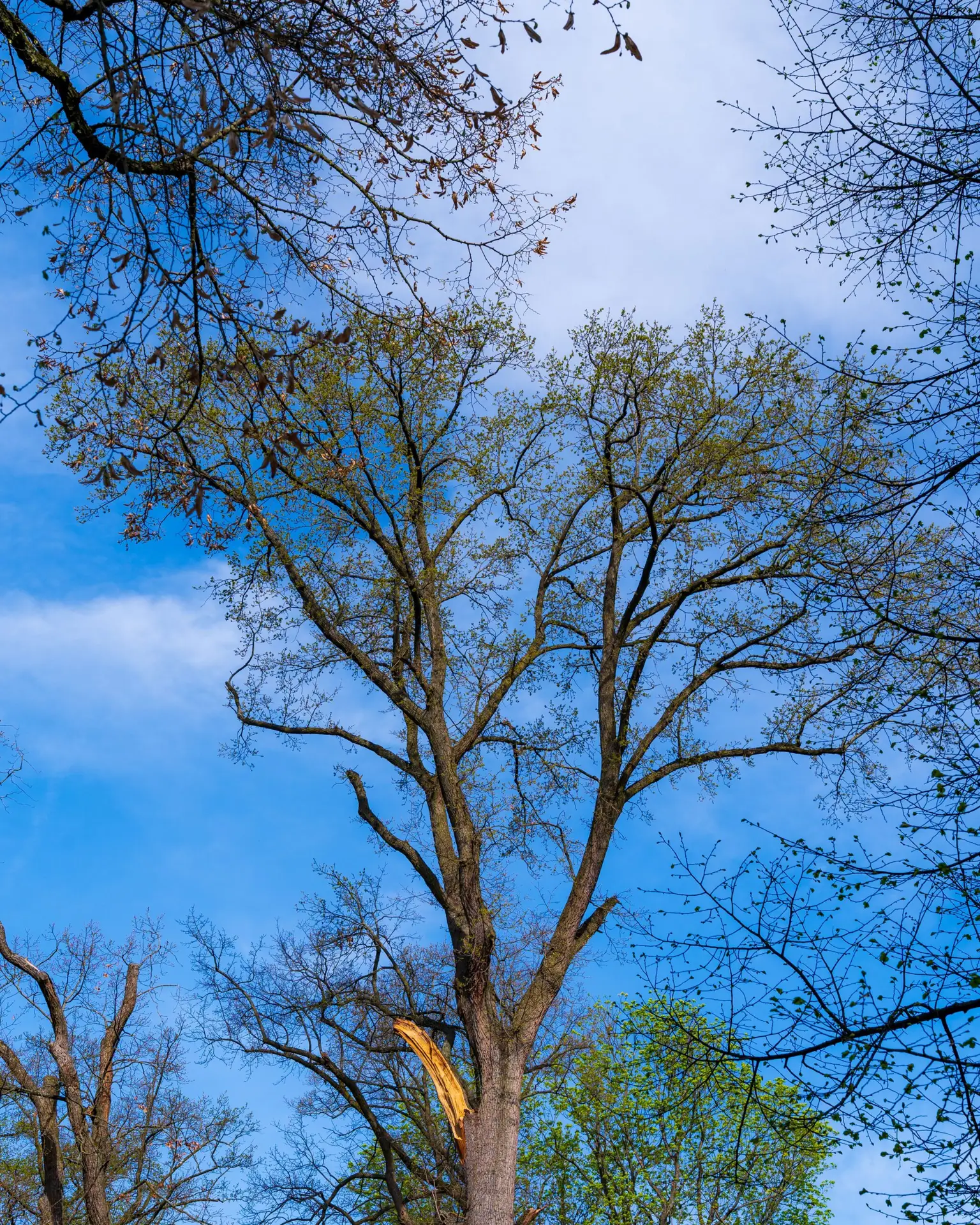 Storm Damaged Trees Cincinnati